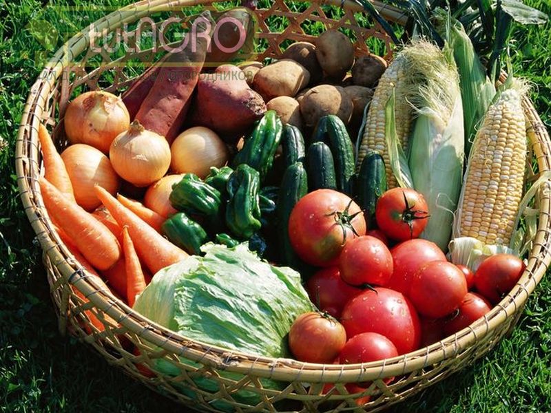 Самая удивительная подкормка, от которой млеют все растения и дают отличный урожай!