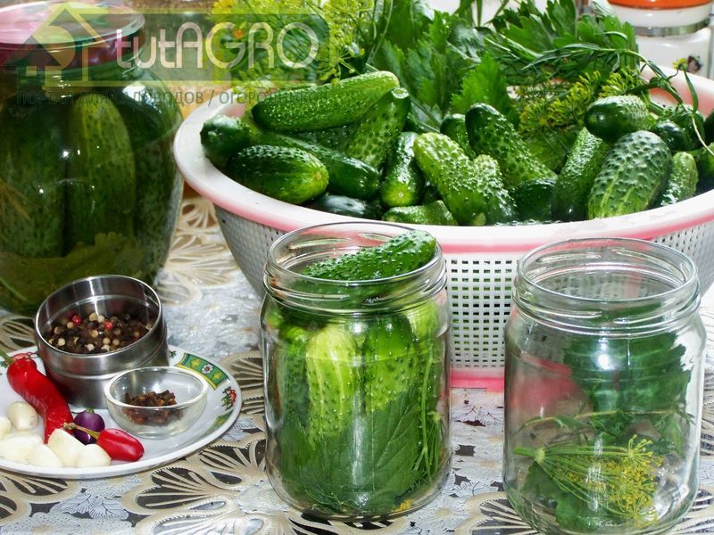 Огурцы, консервированные по науке - AGROzen