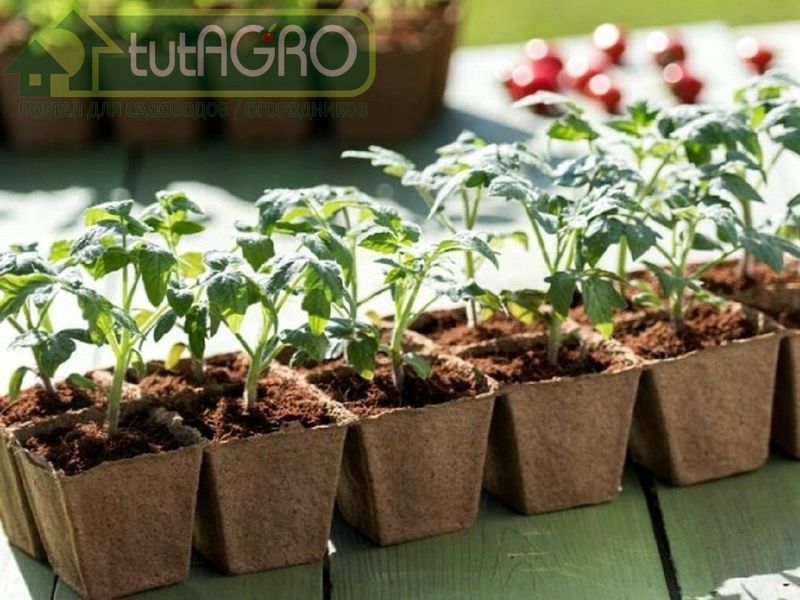 Шикарная рассада за 22 дня - AGROzen